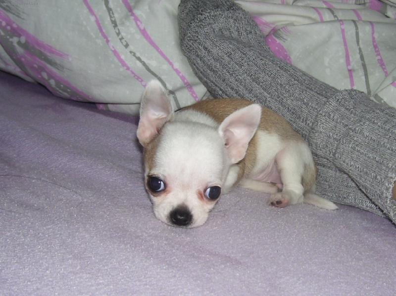 Foto: Lilly